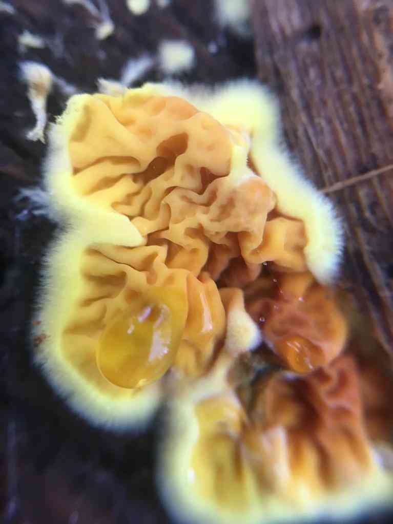 Orange netcrust (Pseudomerulius aureus) thumbnail 3