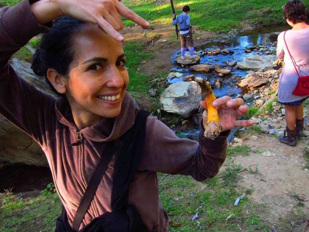 Phallus aurantiacus (Phallus aurantiacus) thumbnail 2