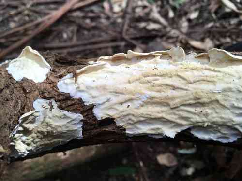 Netted crust (Byssomerulius corium) thumbnail 1