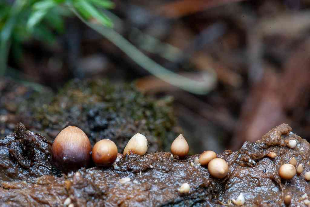 Lentil shanklet (Collybia tuberosa) thumbnail 3