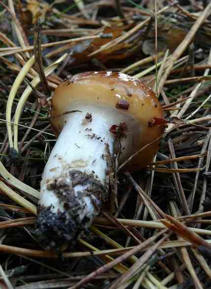 Orange webcap (Cortinarius mucosus) thumbnail 2