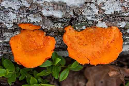Cinnabar-red polypore (Pycnoporus cinnabarinus) thumbnail 3