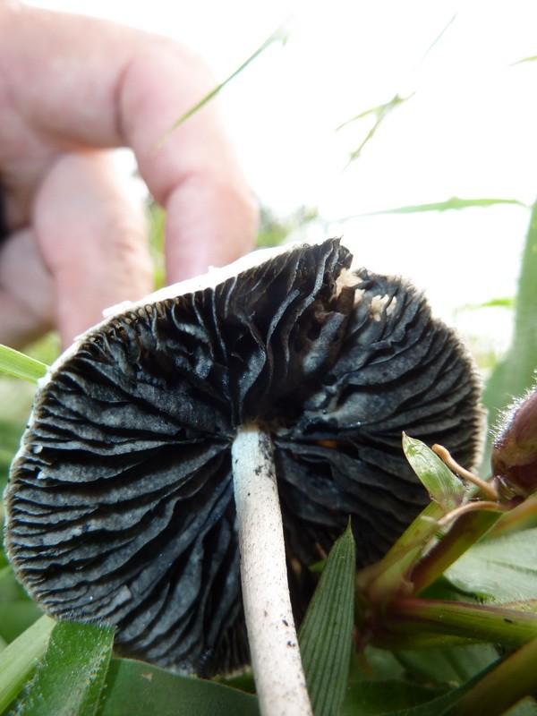 Panaeolus antillarum thumbnail 3