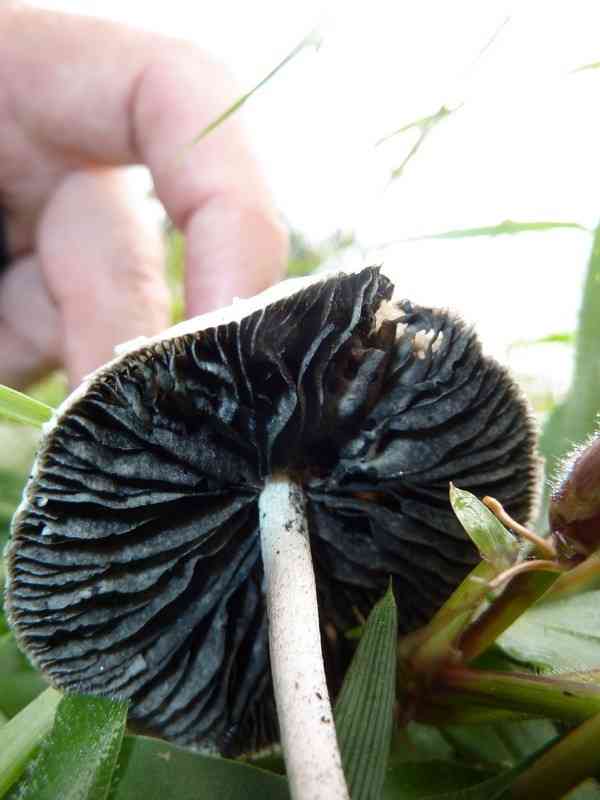 Panaeolus antillarum (Panaeolus antillarum) thumbnail 3