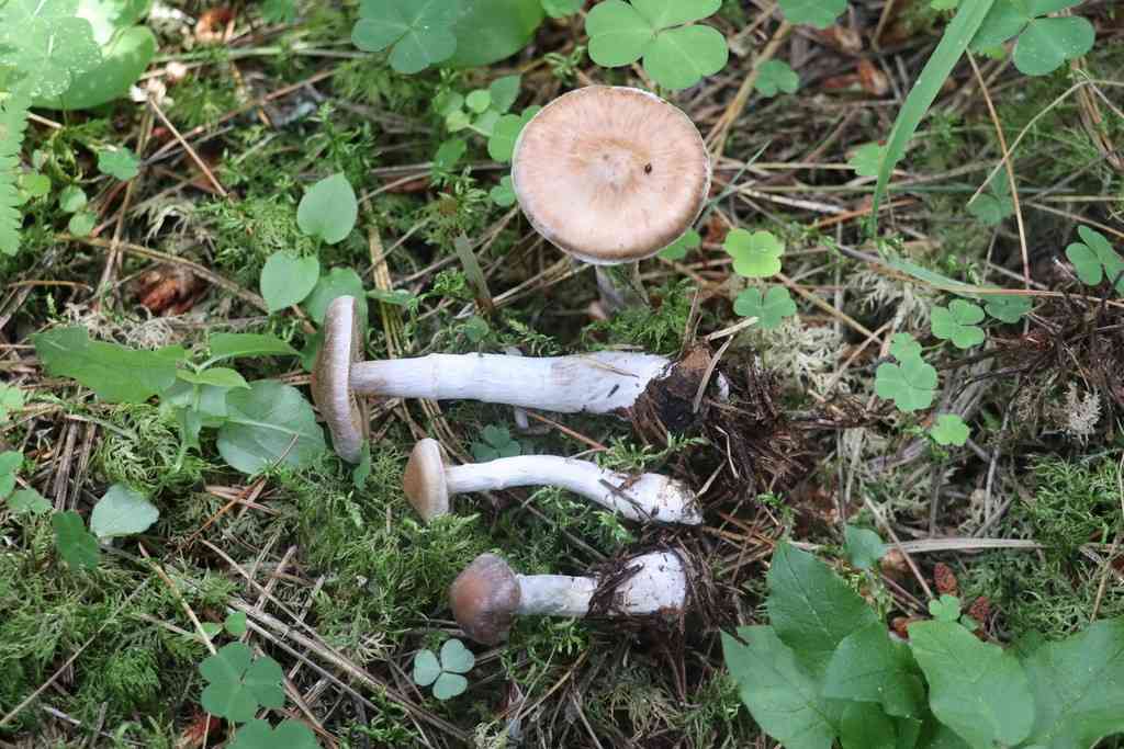 Cortinarius saturninus (Cortinarius saturninus) thumbnail 2