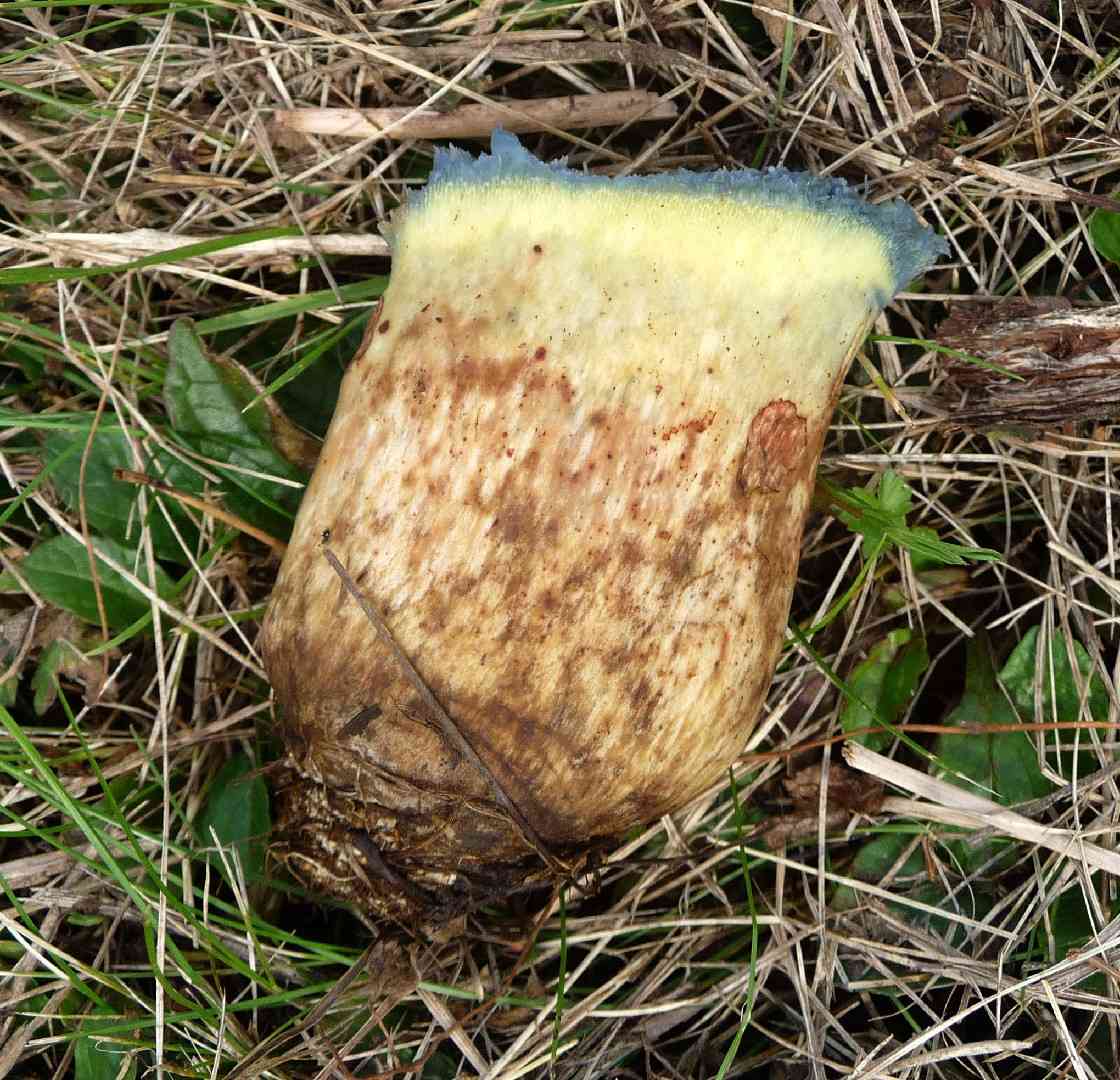 Saffron bolete (Leccinellum crocipodium) thumbnail 2