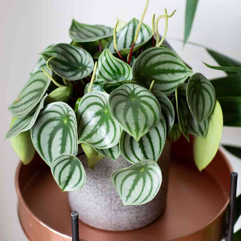 Watermelon peperomia