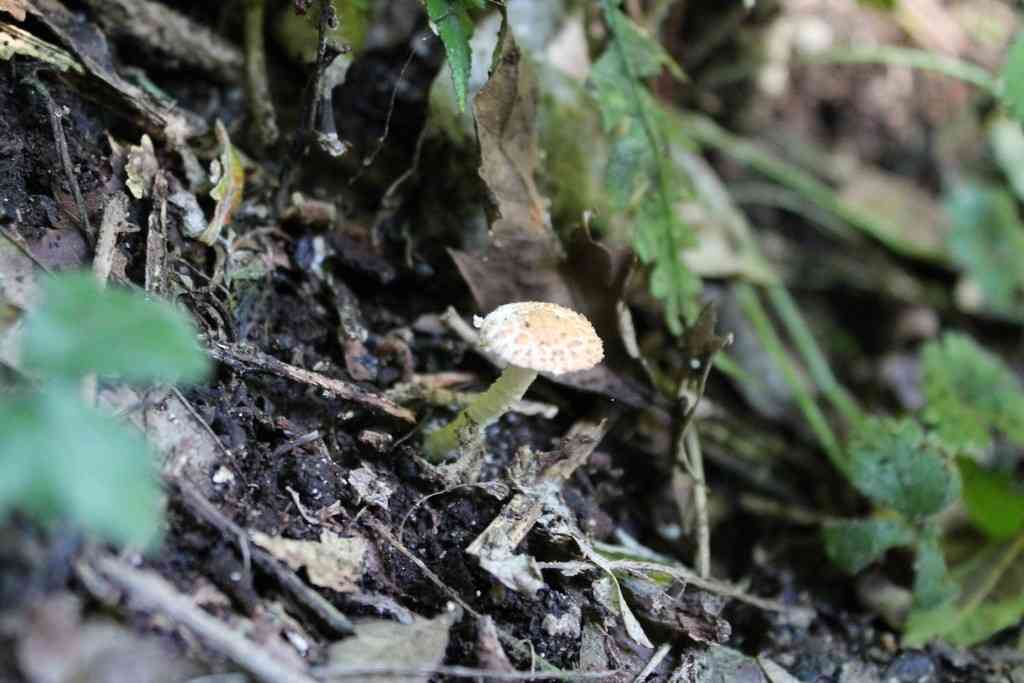 Cystolepiota hetieri (Cystolepiota hetieri) thumbnail 3