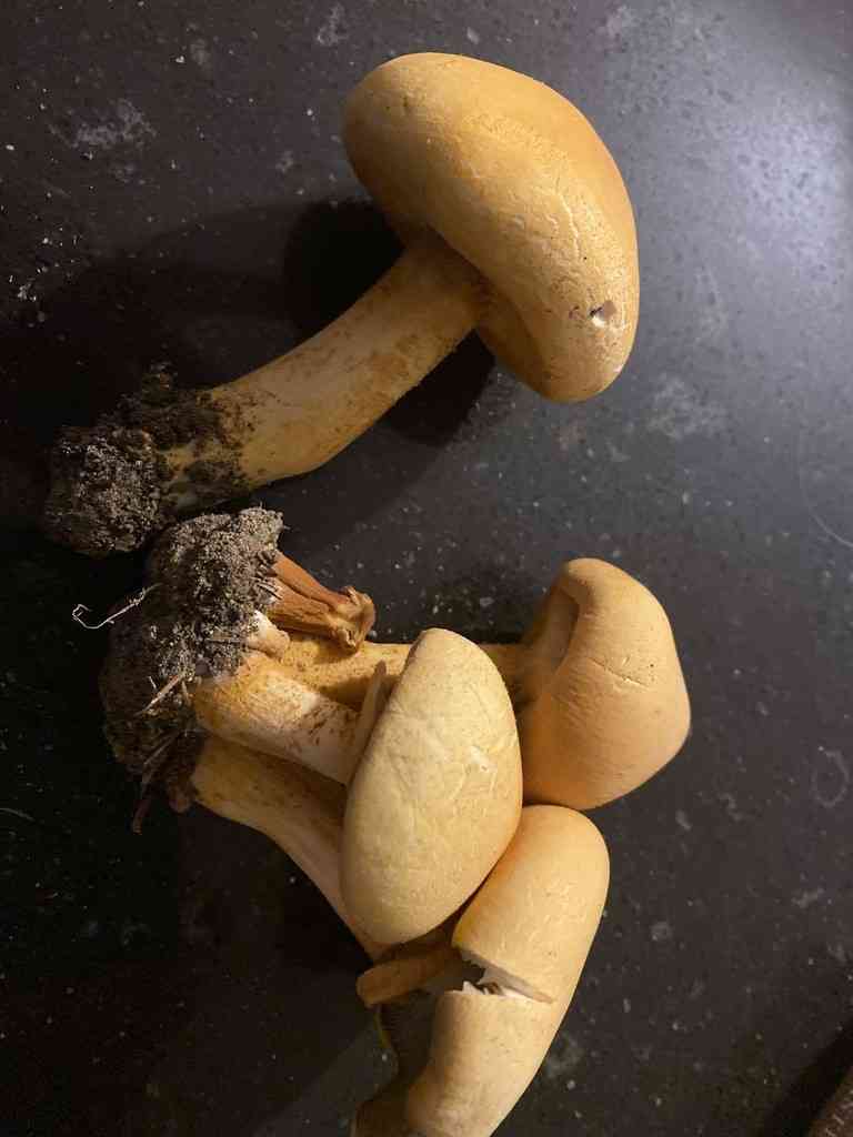 Golden bootleg (Phaeolepiota aurea) thumbnail 2