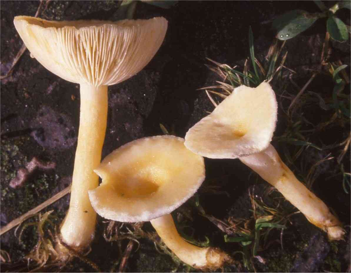 Hoary milkcap