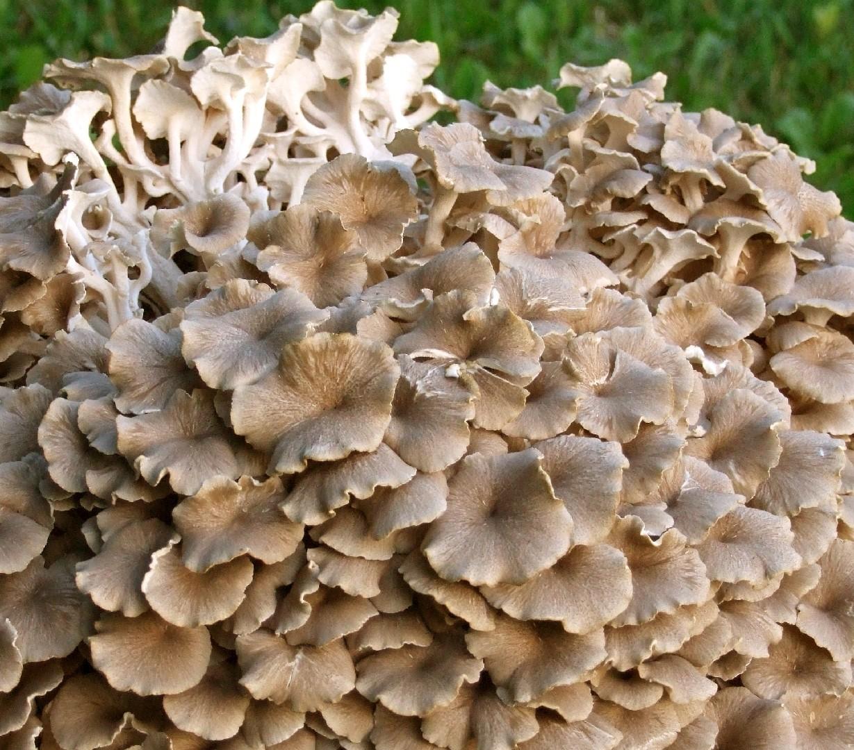 Umbrella polypore