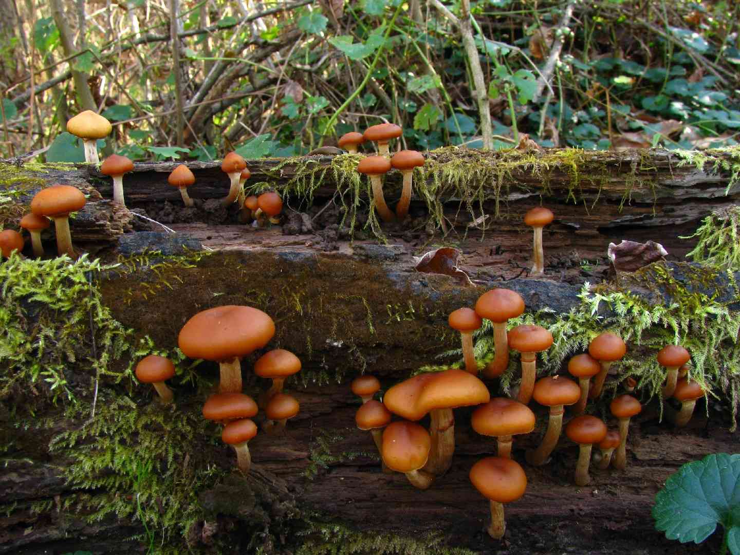 Galerina oregonensis (Galerina oregonensis) thumbnail 1