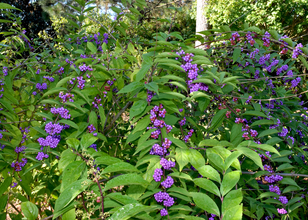 American beautyberry