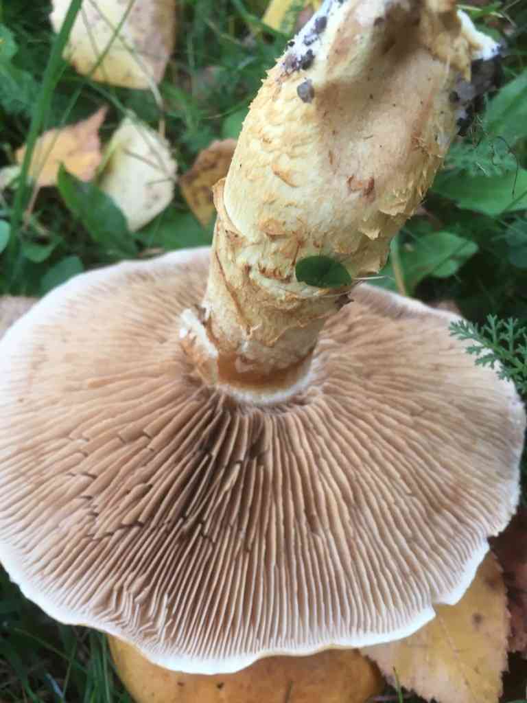 Birch webcap (Cortinarius triumphans) thumbnail 3