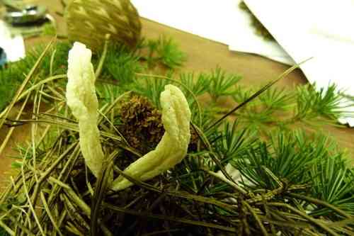 Wrinkled coral (Clavulina rugosa) thumbnail 2
