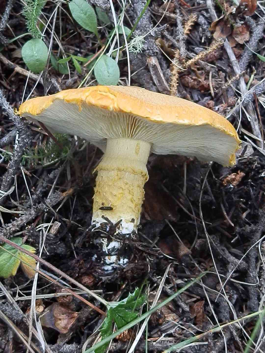 Floccularia Albolanaripes