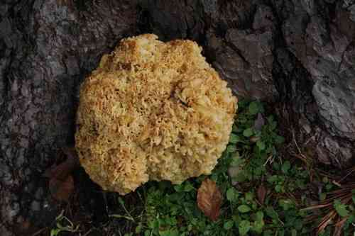 Cauliflower mushroom (Sparassis crispa) thumbnail 2