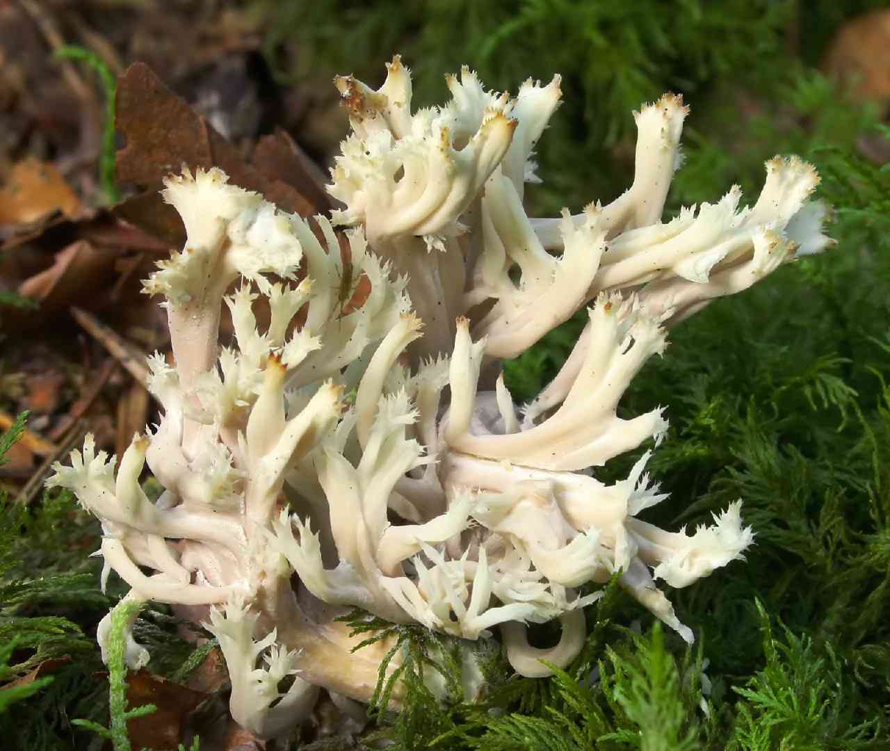 Crested coral (Clavulina coralloides) thumbnail 1