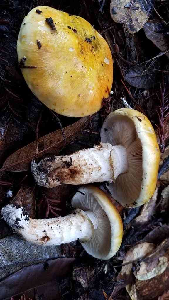 Fetid armillaria (Tricholoma zelleri) thumbnail 2