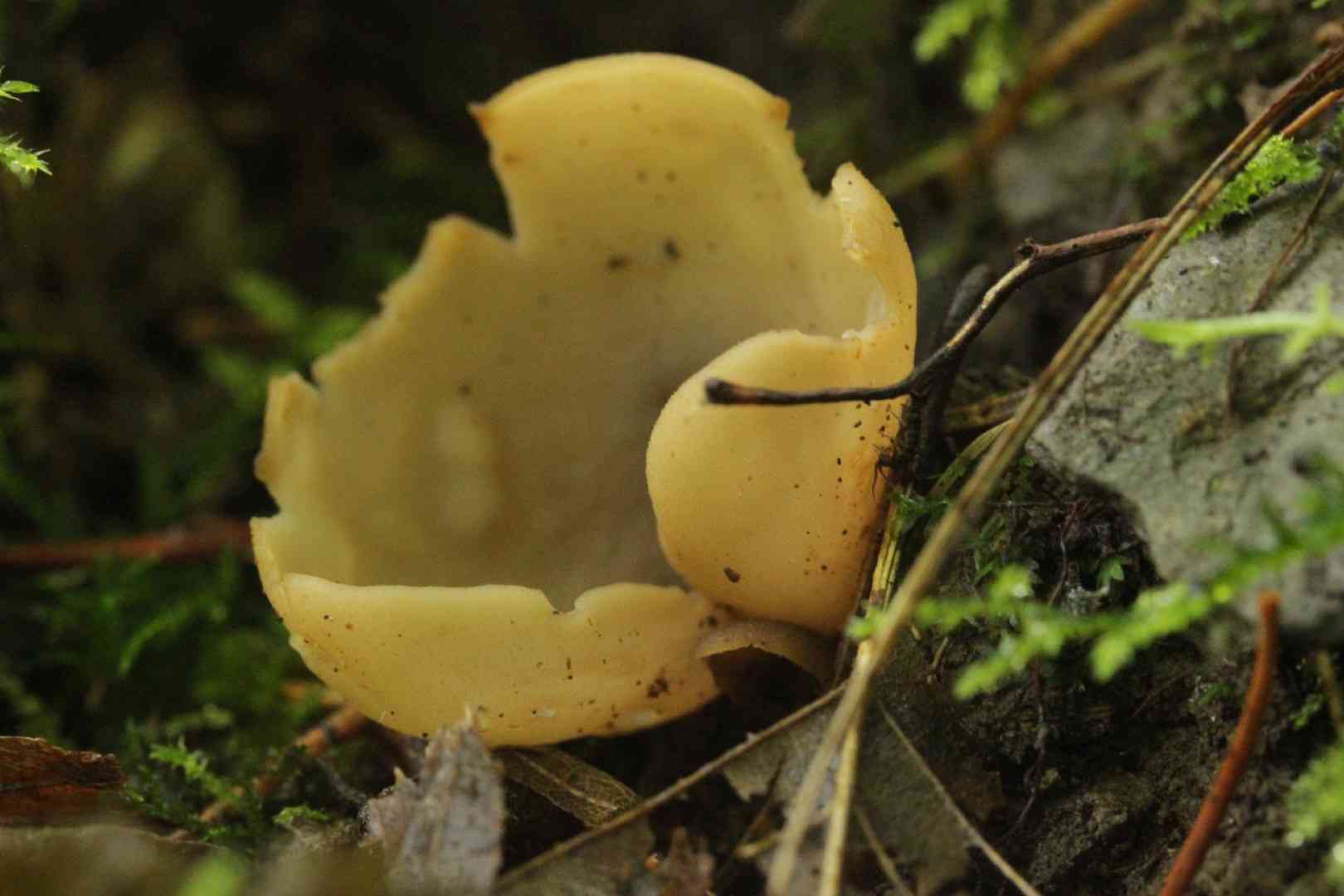 Hare's ear