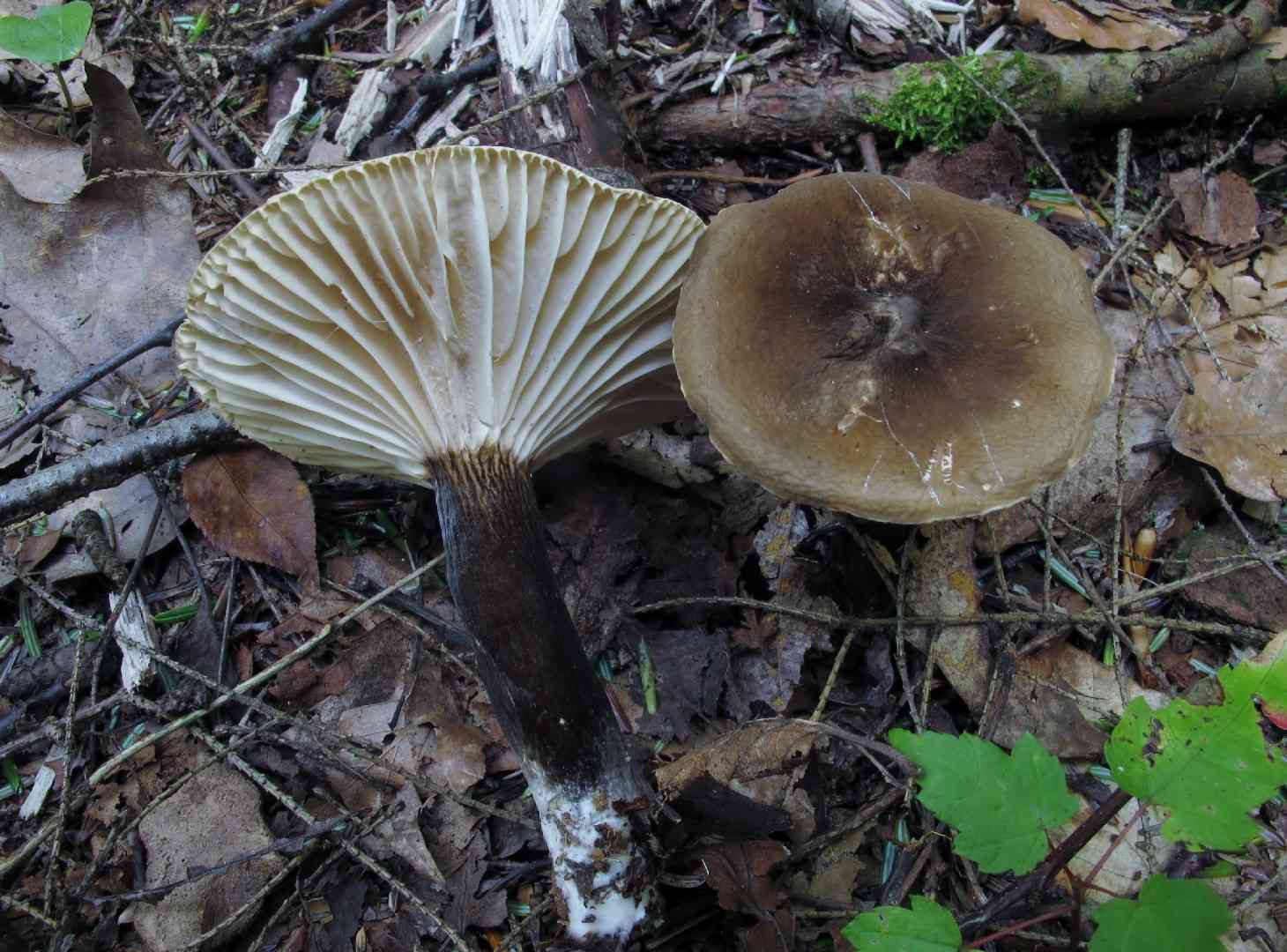 Gerard's milky (Lactarius gerardii) thumbnail 1