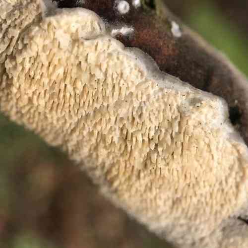 Milk-white toothed polypore (Irpex lacteus) thumbnail 2