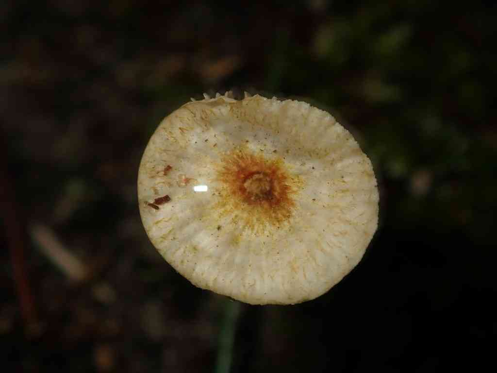 Hairy parachute (Crinipellis scabella) thumbnail 2
