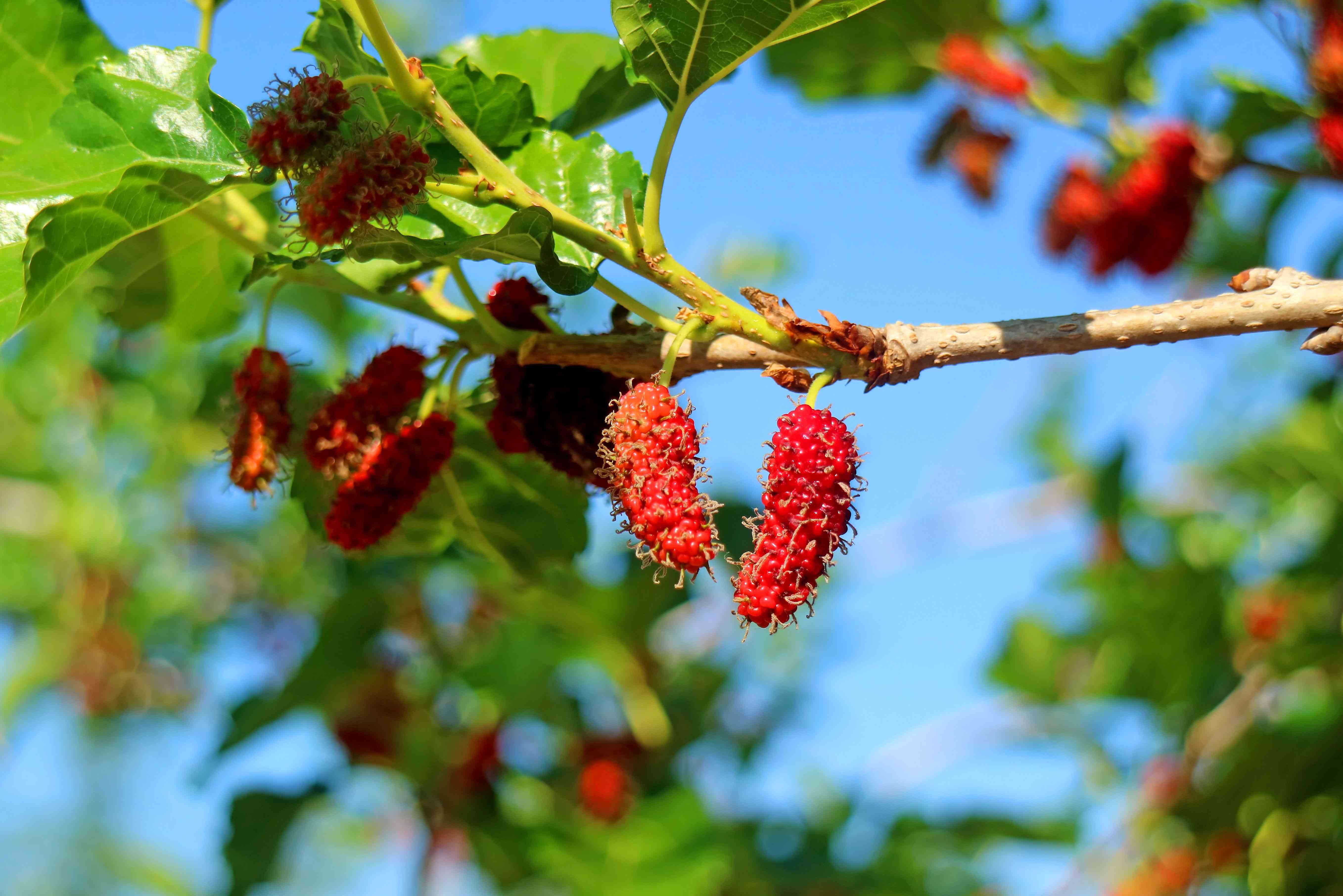 Red mulberry