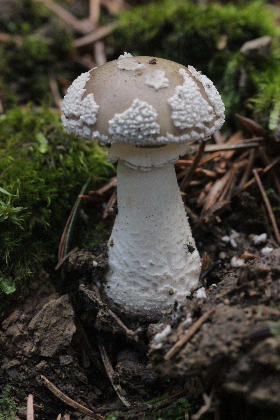 Grey spotted amanita thumbnail 2