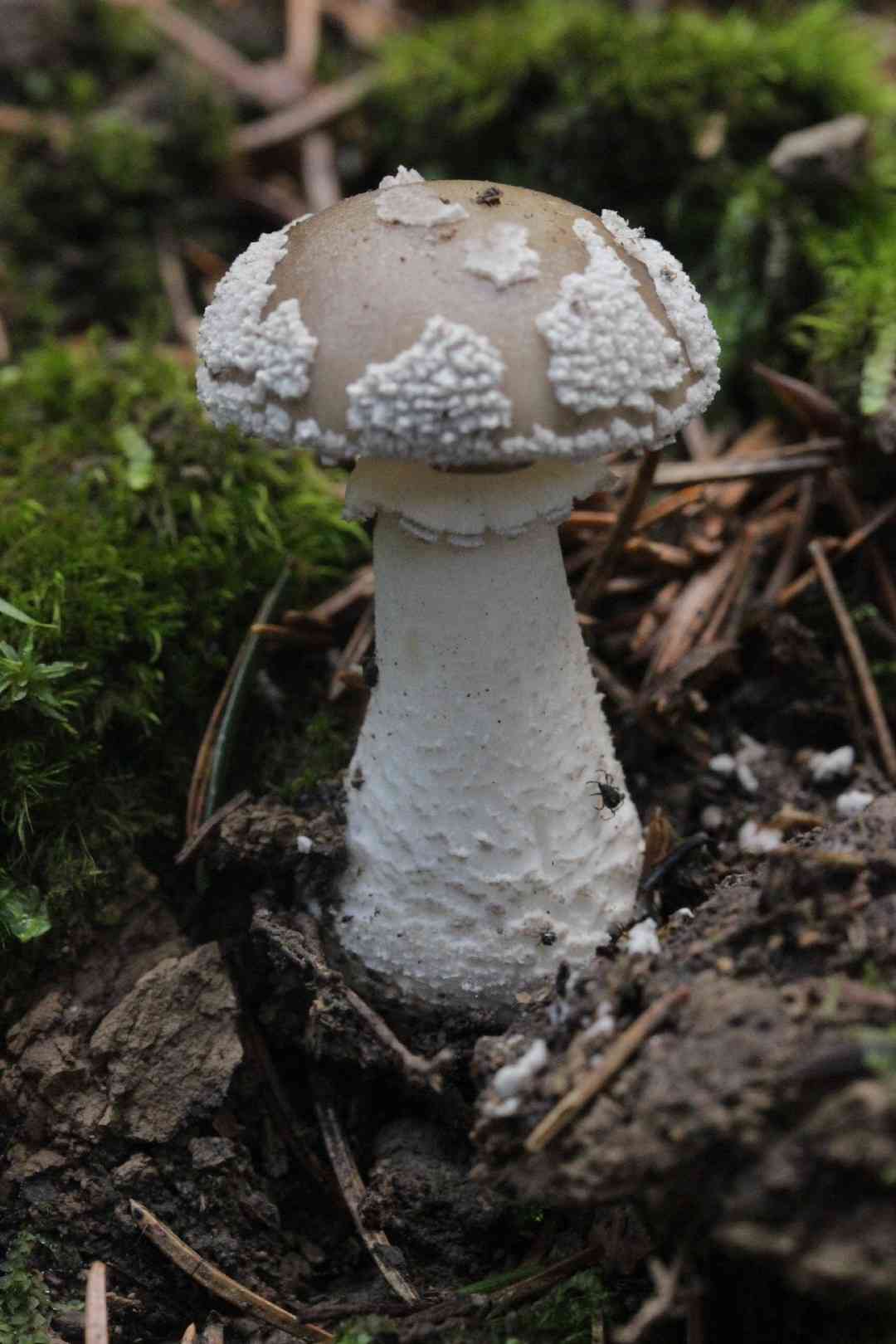 Grey spotted amanita (Amanita excelsa) thumbnail 2