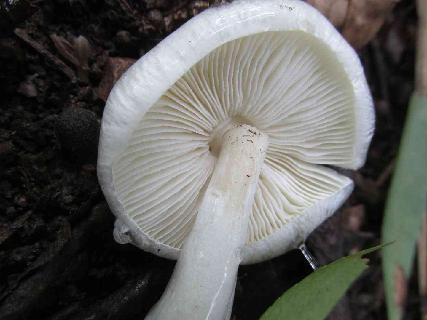 Dripping slimecap (Limacella illinita) thumbnail 2