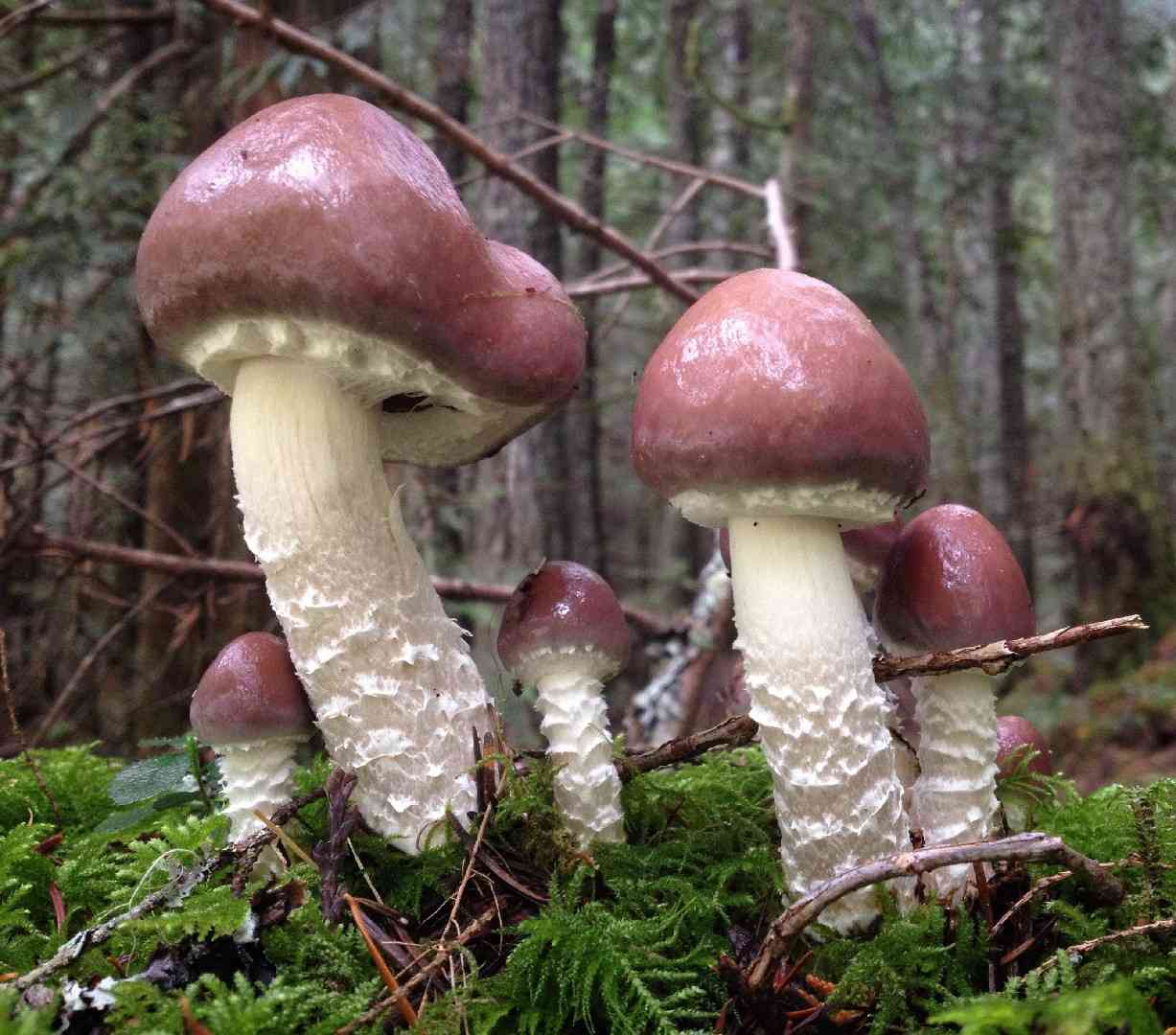 Conifer roundhead (Stropharia hornemannii) thumbnail 2