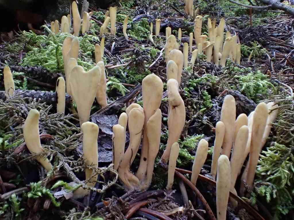 Western club coral (Clavariadelphus occidentalis) thumbnail 2