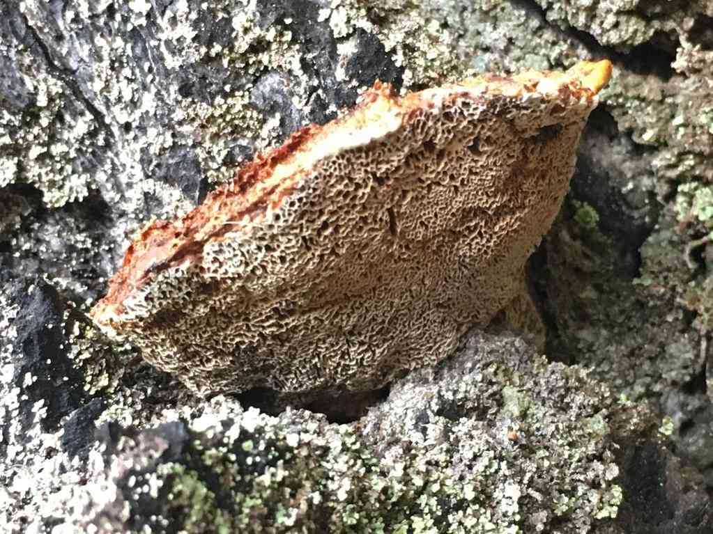 Red ring rot (Porodaedalea pini) thumbnail 3