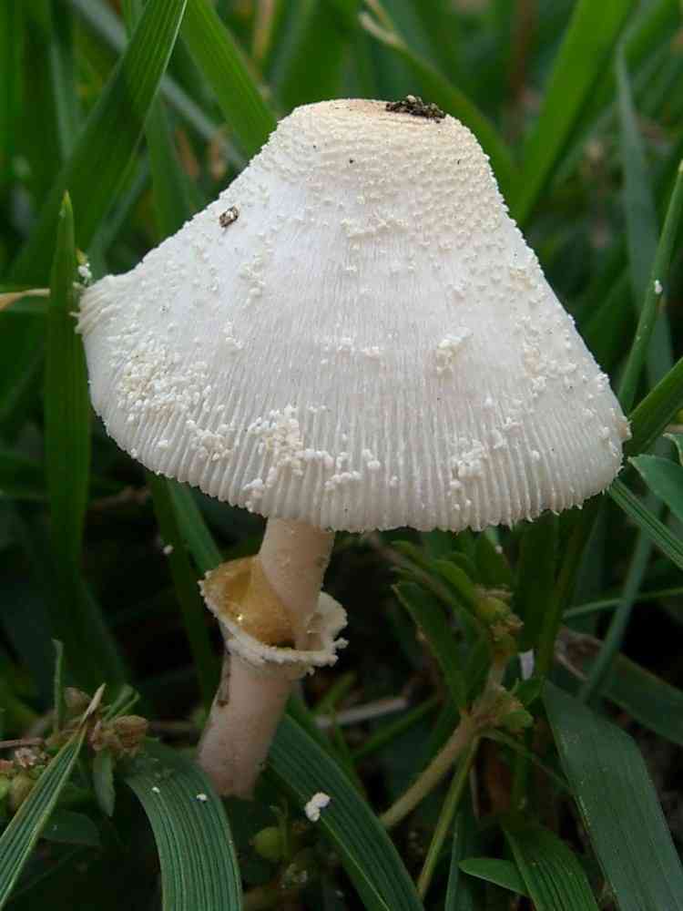 Onion-stalk parasol mushroom