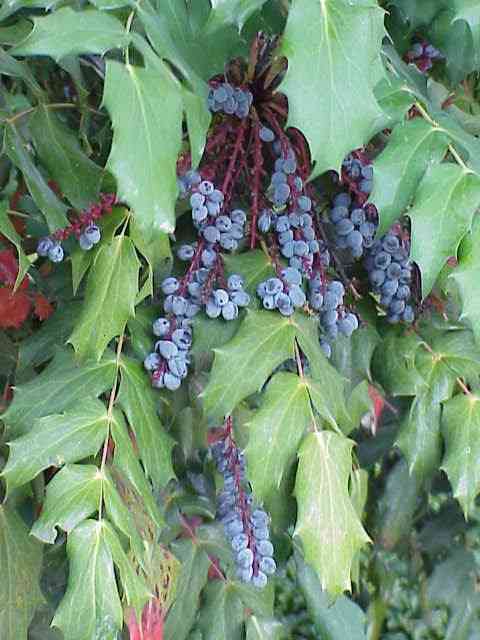 Leatherleaf mahonia