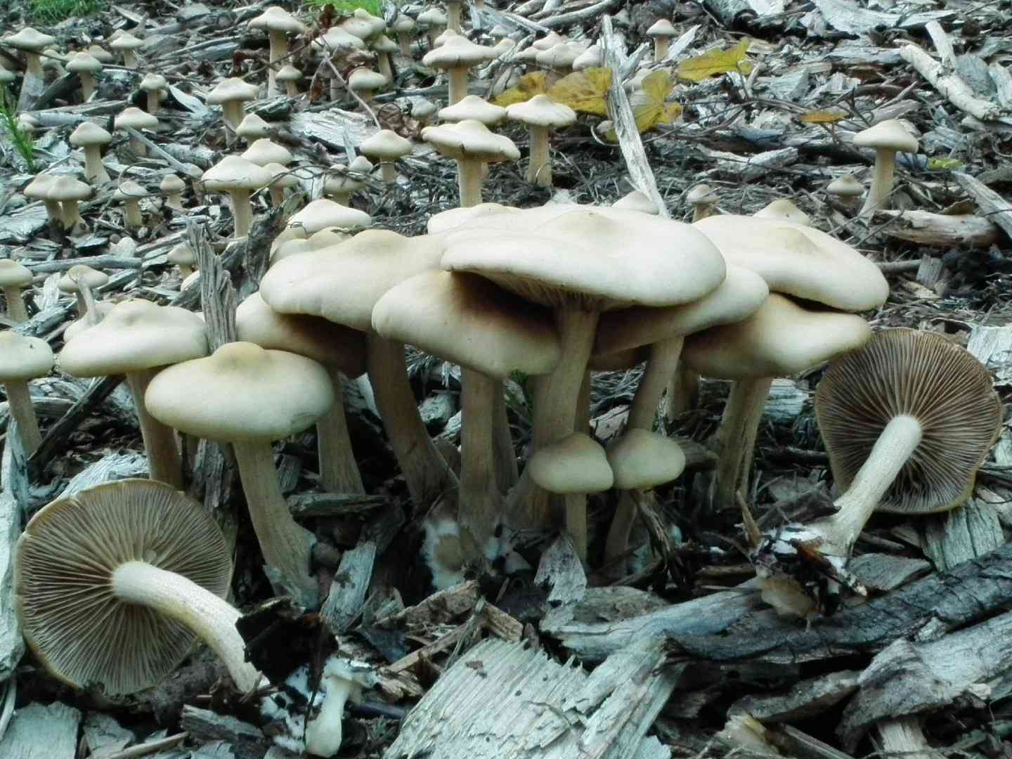 Mulch fieldcap (Agrocybe putaminum) thumbnail 1