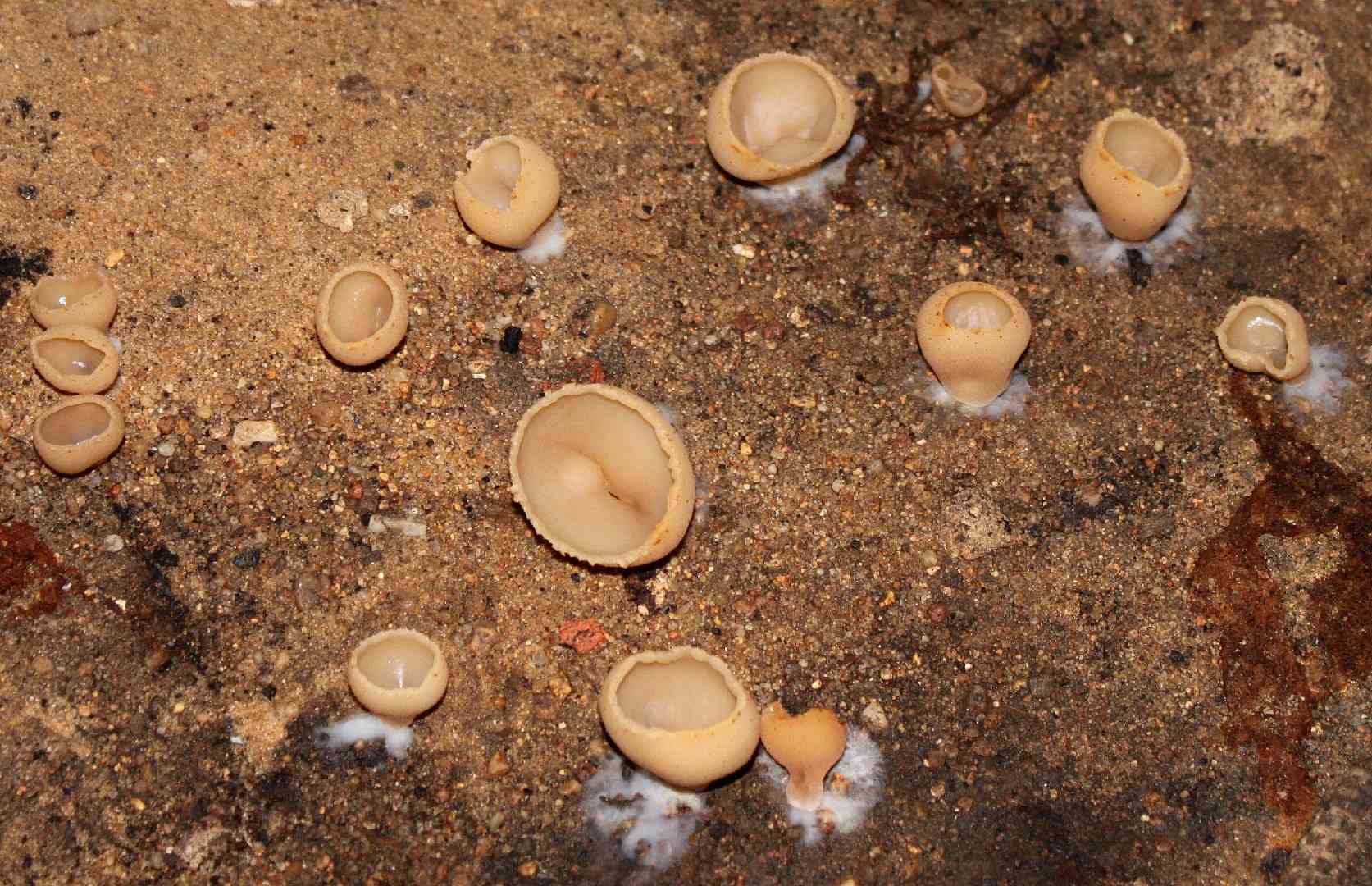 Cellar cup (Peziza cerea) thumbnail 3
