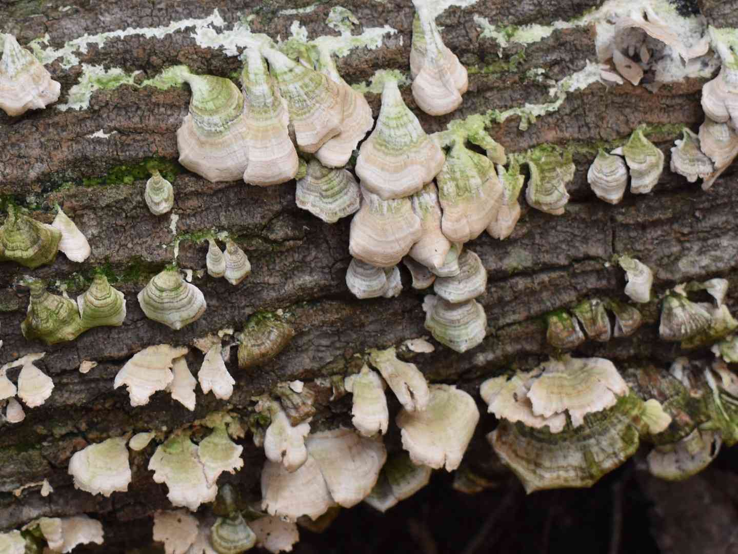 Violet-toothed polypore (Trichaptum biforme) thumbnail 3