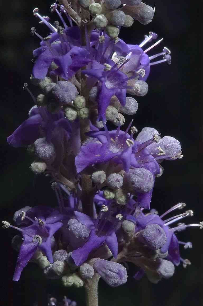 Chaste tree