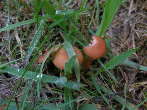 Common laccaria (Laccaria laccata) thumbnail 2