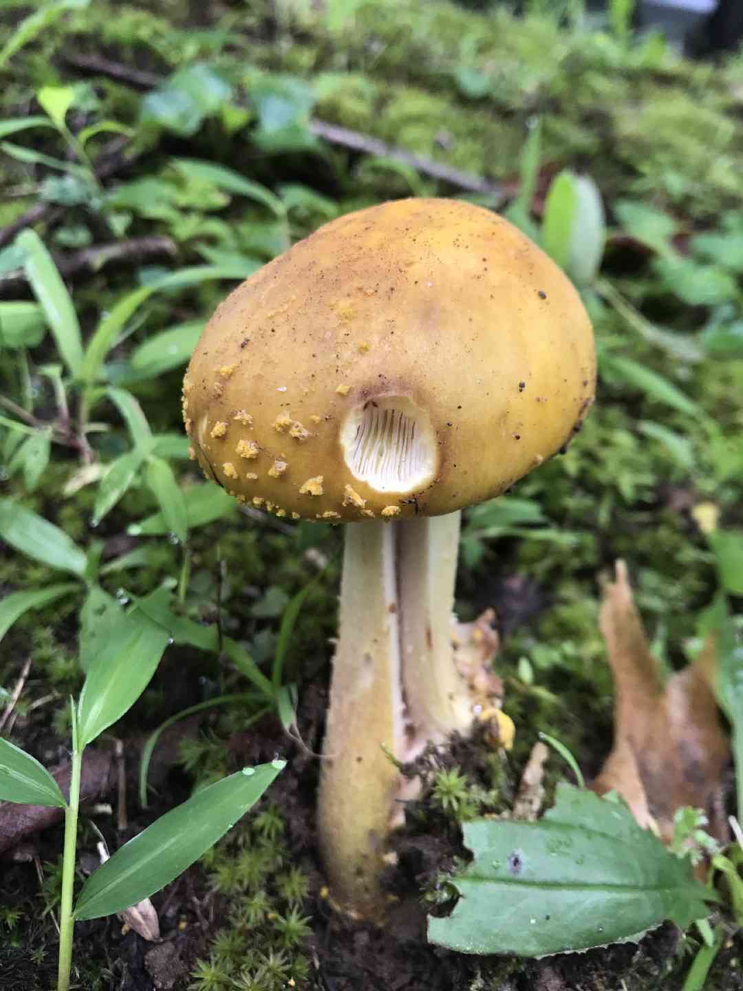 Yellow blusher (Amanita flavorubescens) thumbnail 3