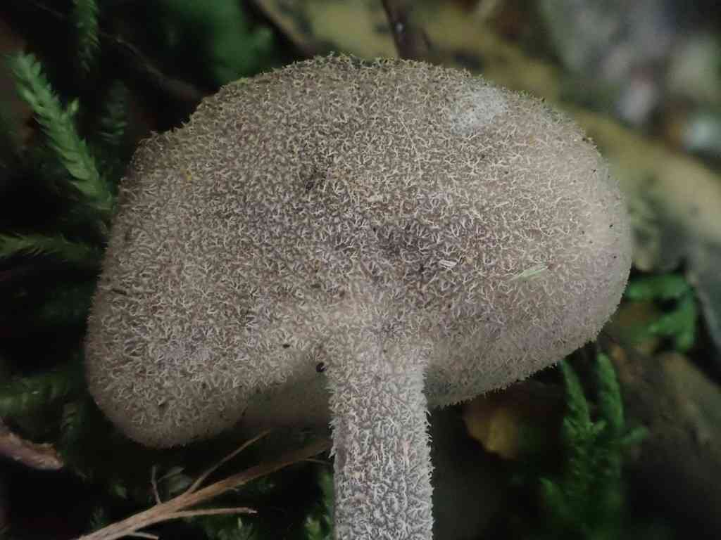 Helvella fibrosa (Helvella fibrosa) thumbnail 3