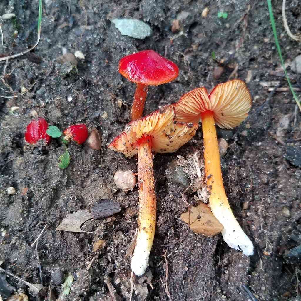 Candy apple waxy cap (Hygrocybe cuspidata) thumbnail 3