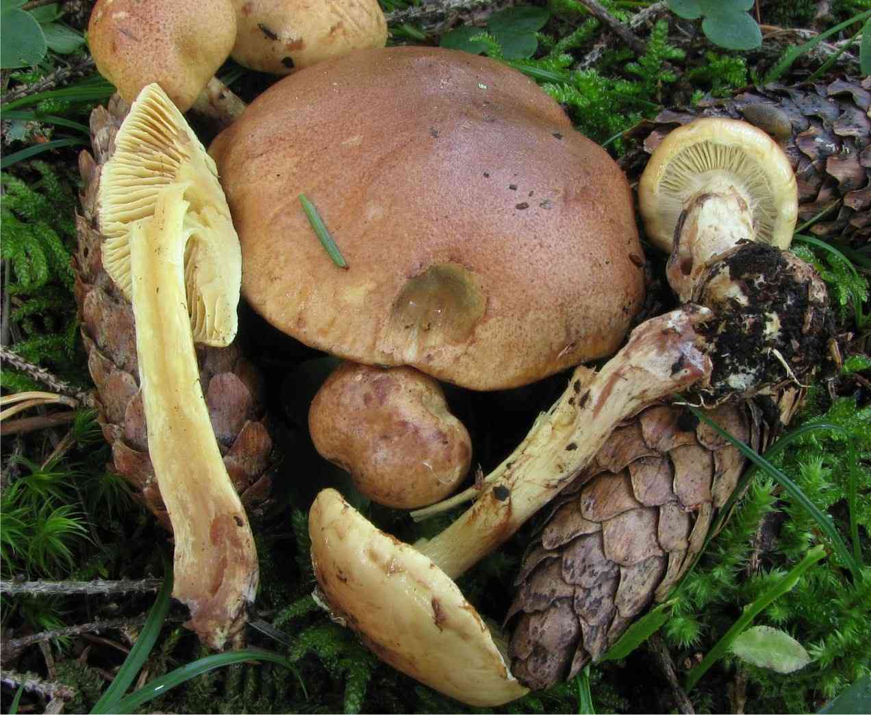 Cortinarius mussivus (Cortinarius mussivus) thumbnail 3