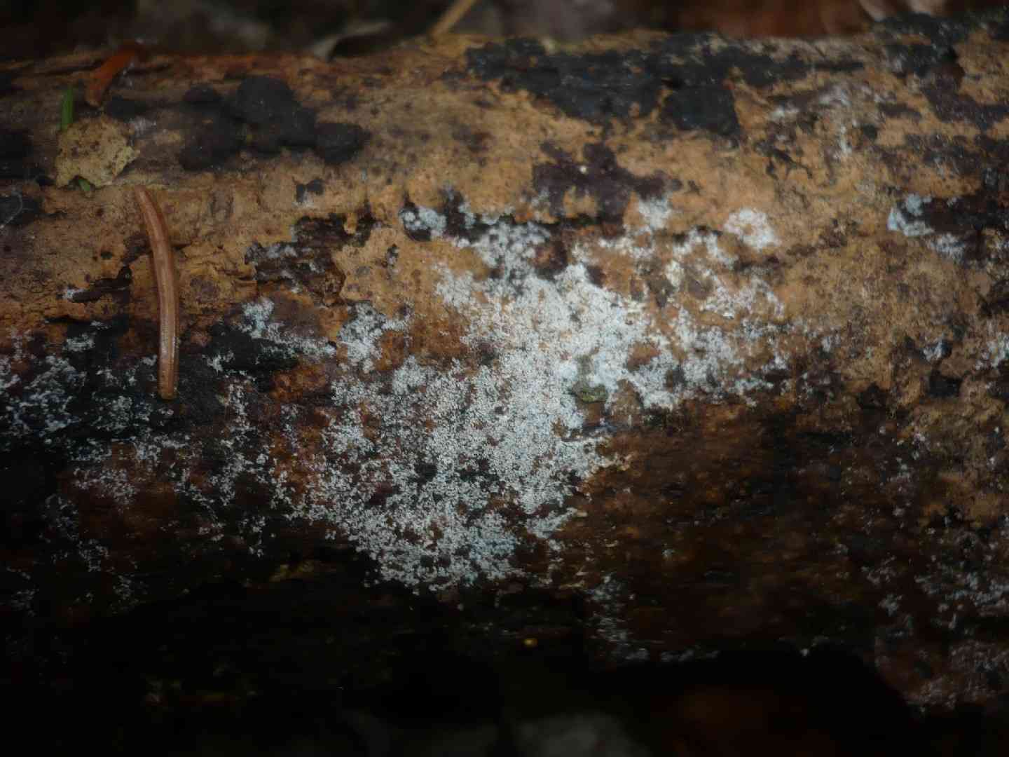 Botryobasidium candicans (Botryobasidium candicans) thumbnail 1