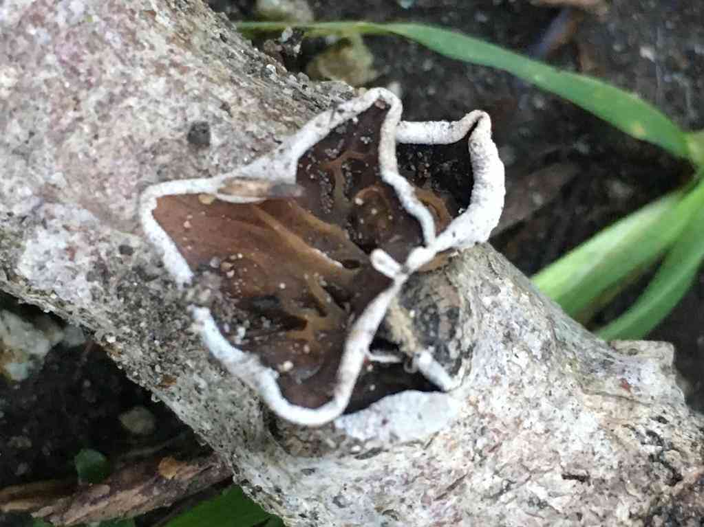 Poplar bells (Schizophyllum amplum) thumbnail 1