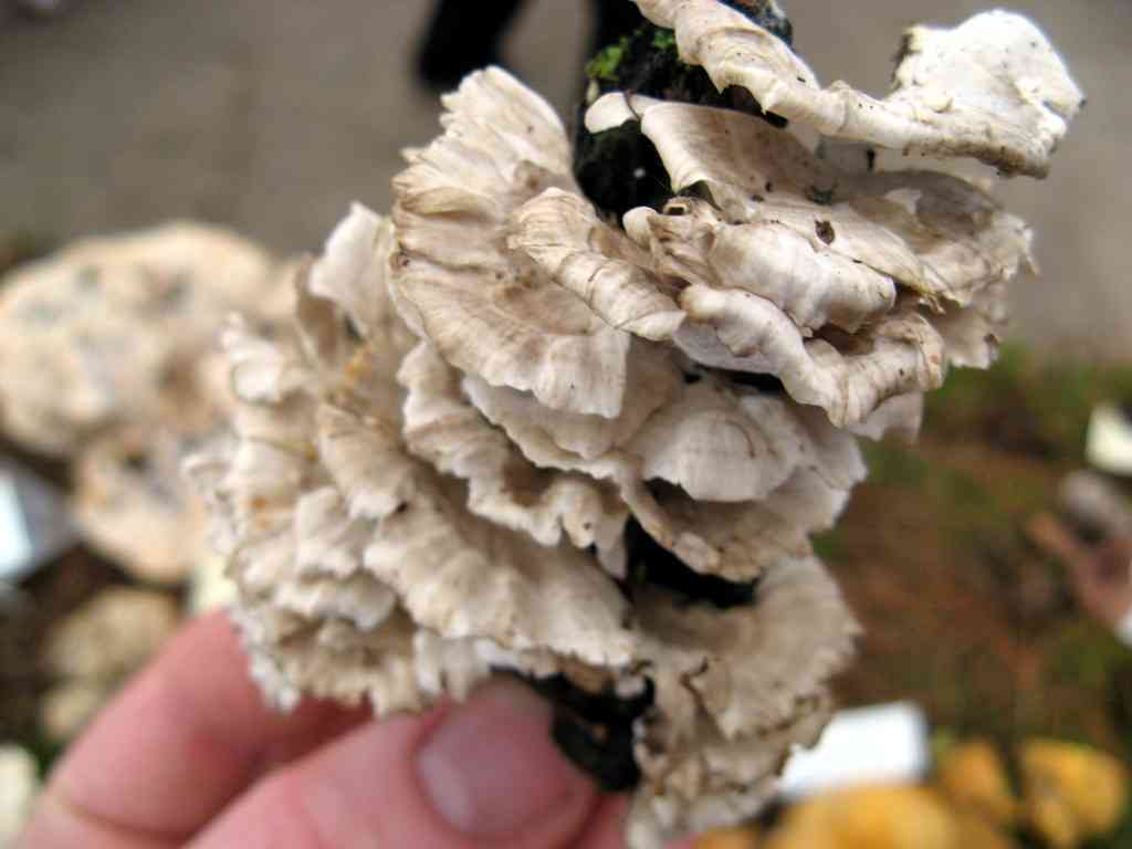 Trametes membranacea (Trametes membranacea) thumbnail 1