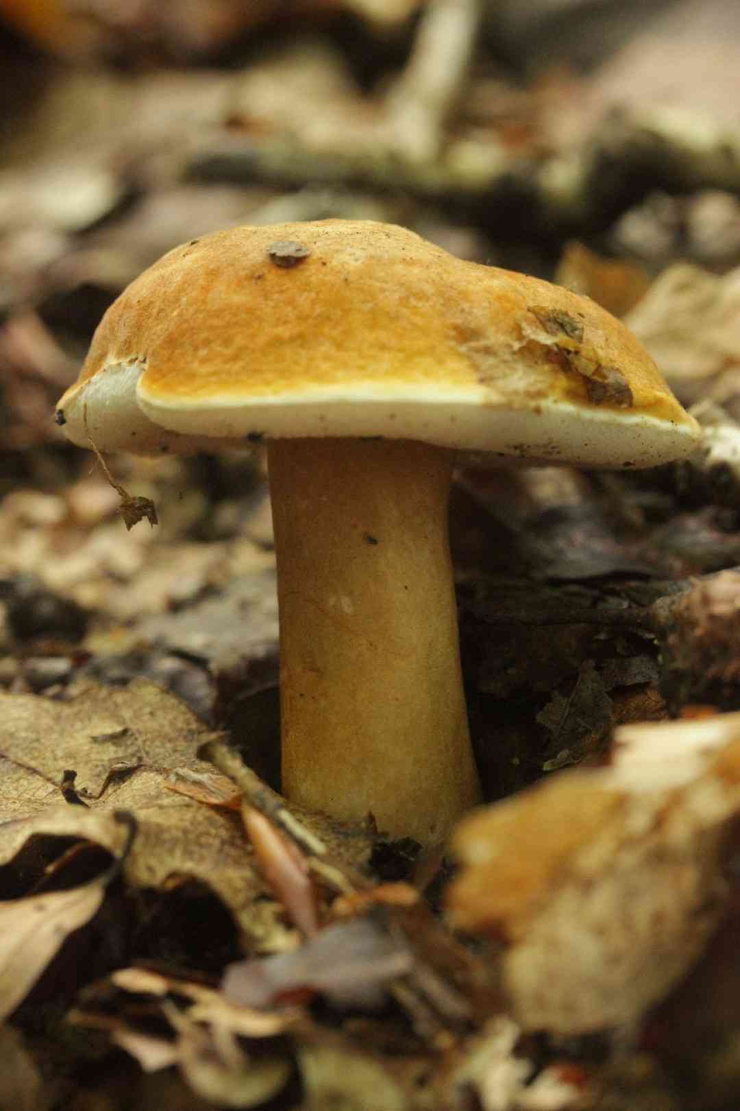 Chestnut bolete (Gyroporus castaneus) thumbnail 1