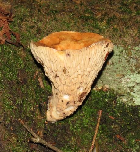 Woolly chanterelle thumbnail 3